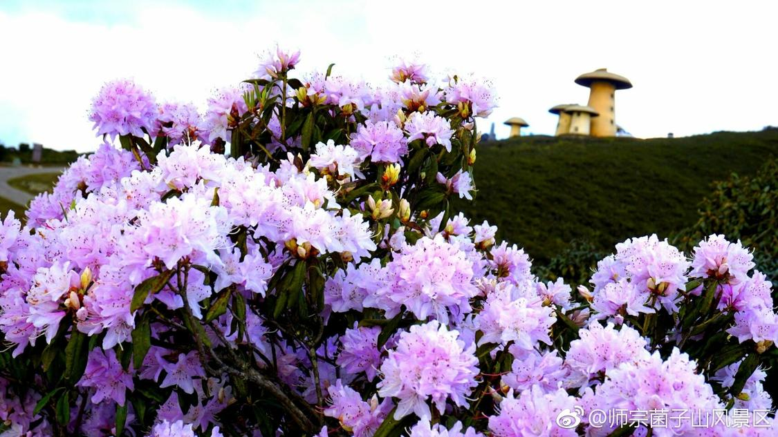涨赞网站平台在线